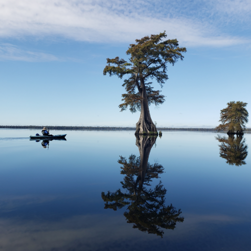 tree in the middle of a lake 